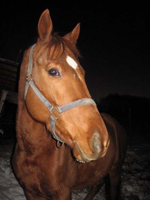 koníci 11,2007 102.jpg